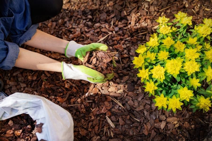 Ściółka ogrodowa – dlaczego warto jej używać w ogrodzie?