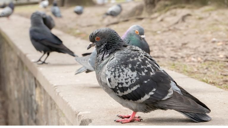 Gołębie na murku