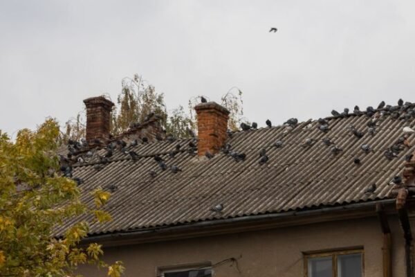 Ekologiczne i bezpieczne metody odstraszania ptaków w przestrzeni publicznej