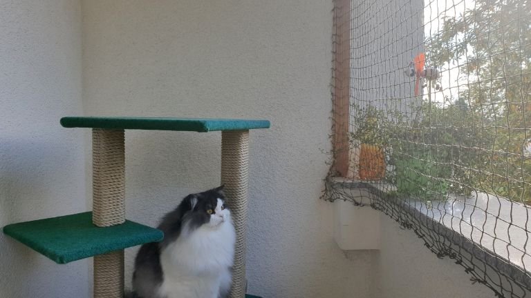Siatka balkonowa dla kota