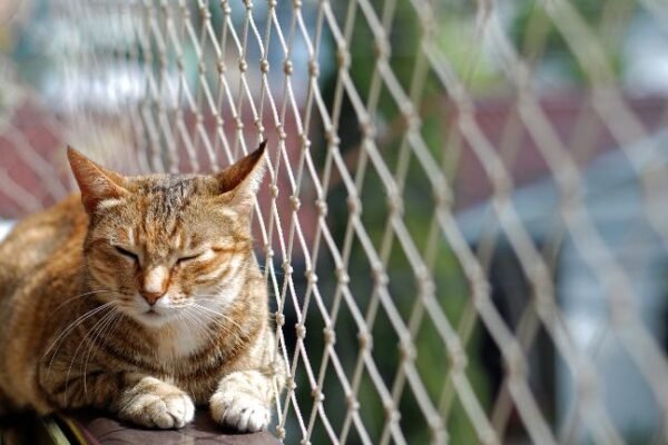 Profesjonalny montaż siatki – bezpieczeństwo zwierząt i zgodność z przepisami wspólnot mieszkaniowych