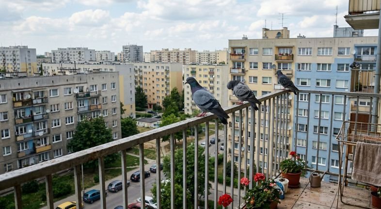 Kompleksowa ochrona budynków przed ptakami – skuteczne siatki na ptaki Katowice z montażem